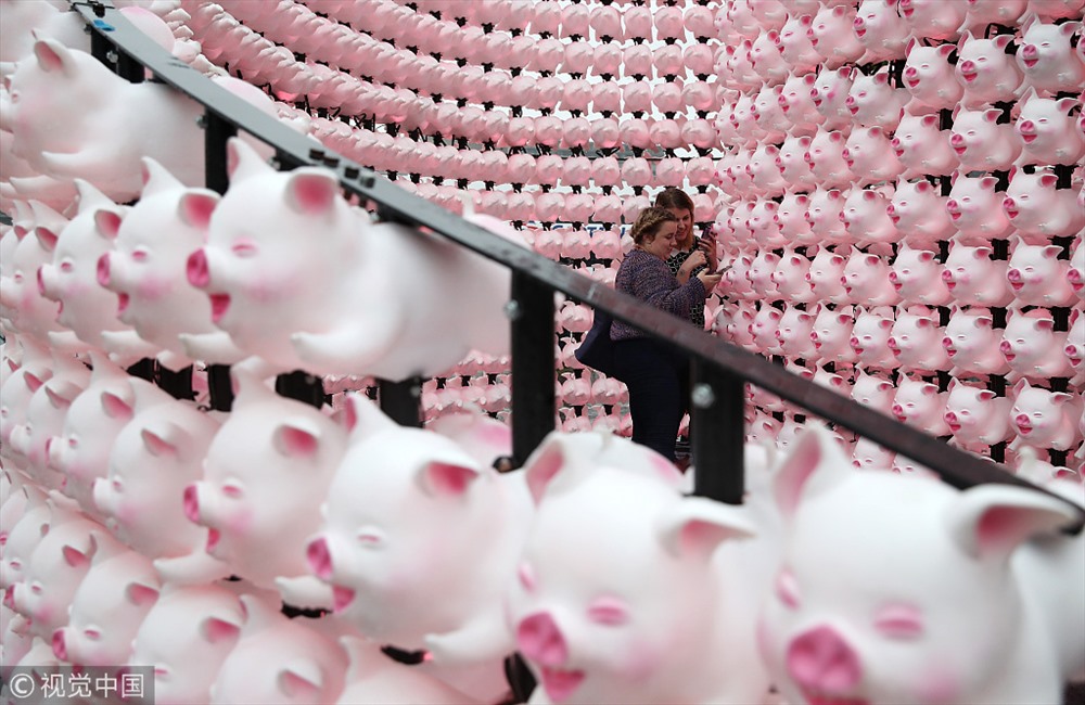 Du khách bên trong chiếc đèn lồng hình con lợn của nghệ sĩ John Deng ở Sydney, Australia hôm 1.2. Ảnh: VCG. 