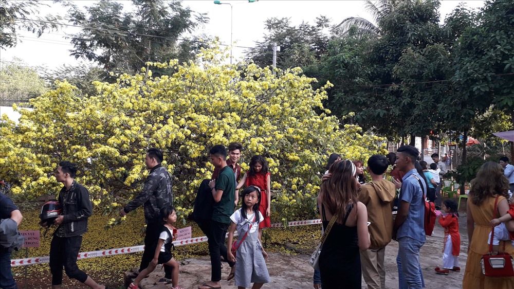 Tại đây, hoa luôn bung nở vàng rực đúng dịp tết.