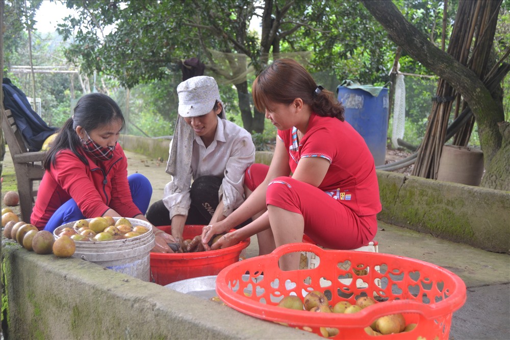 Hiện nay đang là thời điểm thu hoạch