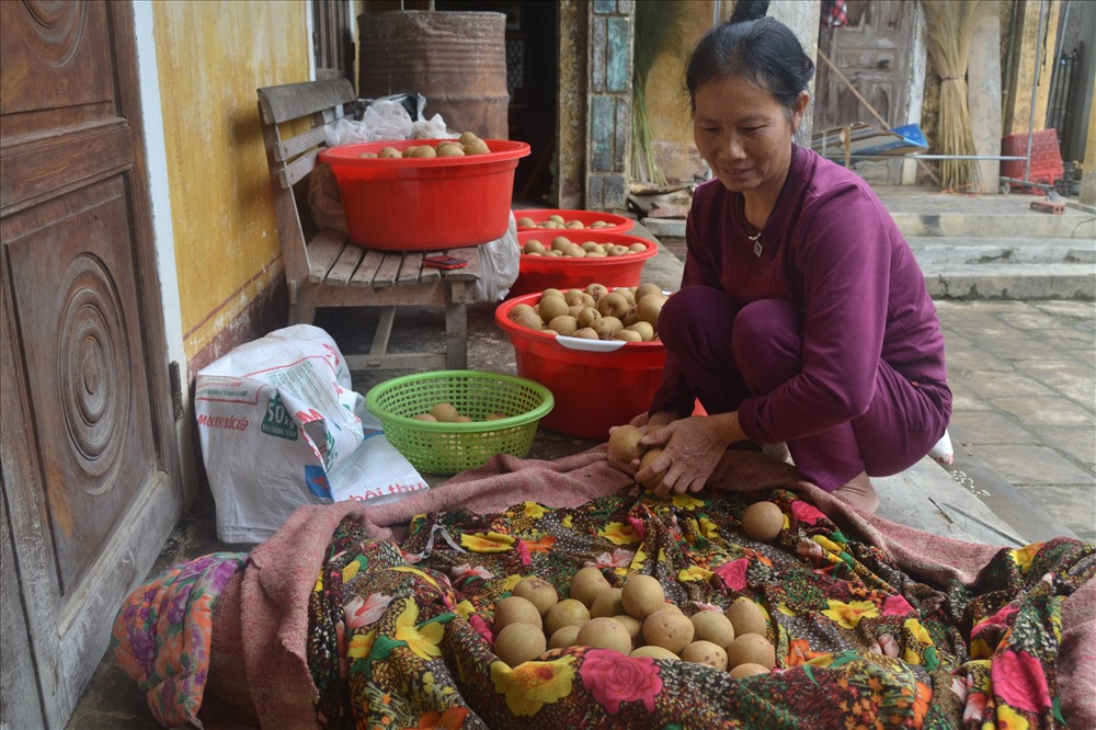 Hiện nay đang là thời điểm thu hoạch