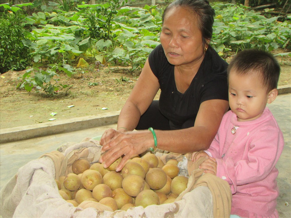 Hồng xiêm nơi đây có hương vị đặc trưng không thua gì ở Xuân Đỉnh