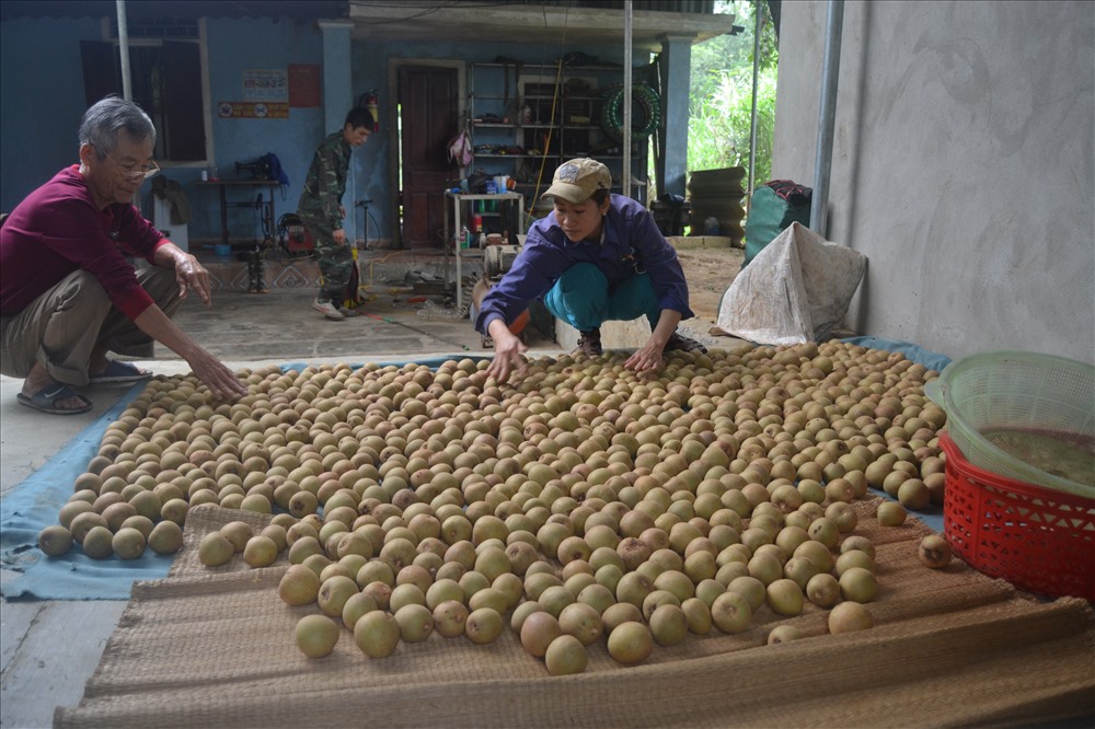 Hiện nay đang là thời điểm thu hoạch
