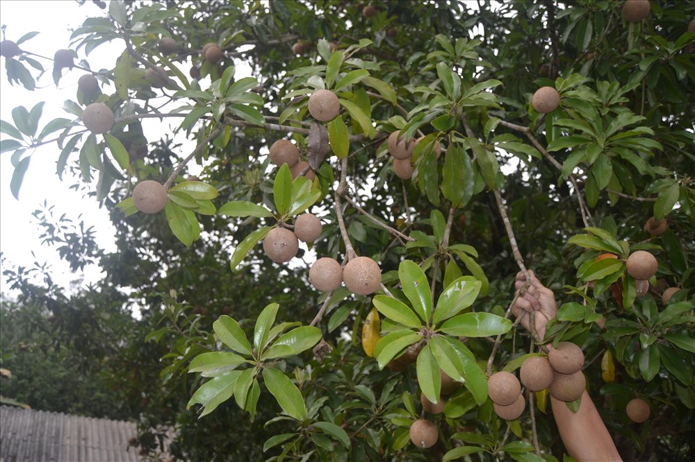 Những vườn hồng trĩu quả