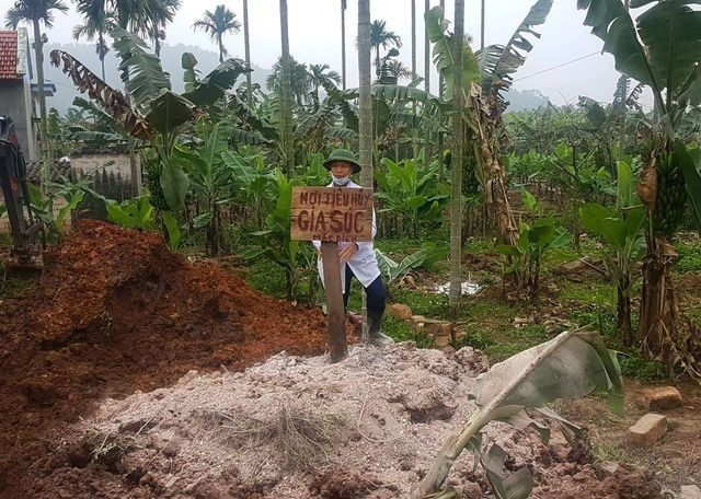 Tiêu hủy lợn bị dịch tả lợn châu Phi ngăn chặn dịch bệnh lây lan. Ảnh: PV