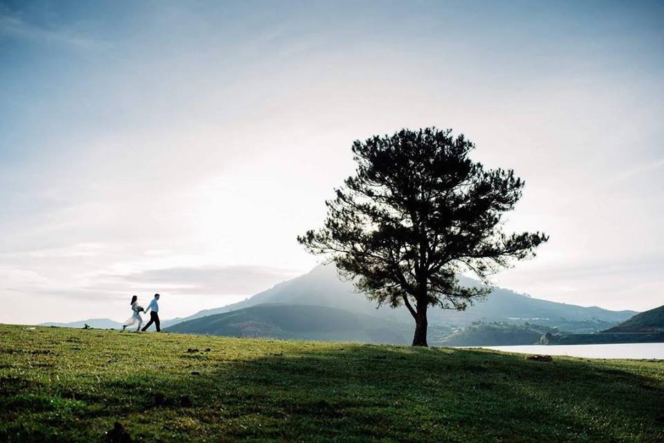 Cây thông cô đơn ở Đà Lạt. Ảnh simages.foto