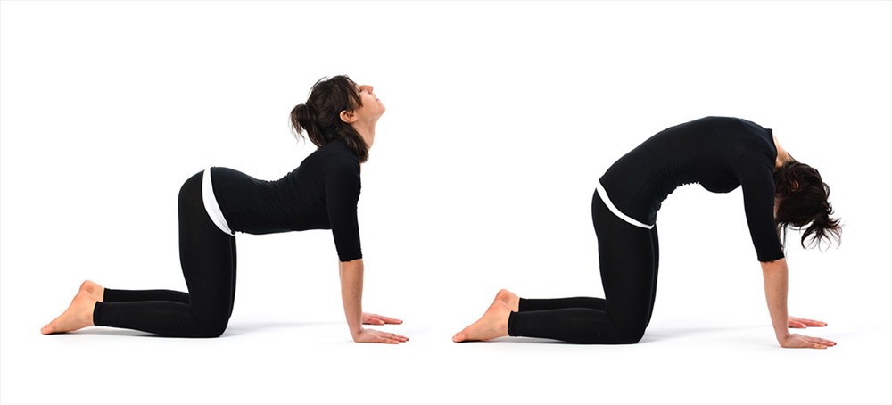 Bài tập Cat-cow pose chữa đau mỏi vai gáy.
