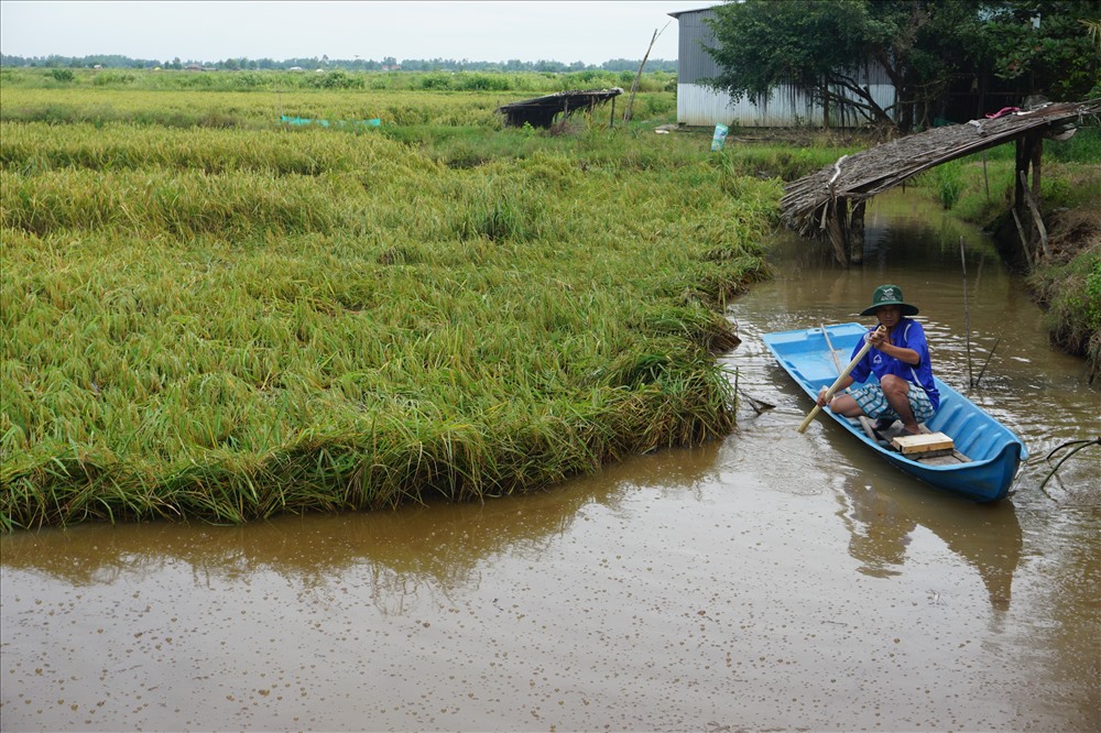Mô hình tôm lúa đã có từ rất lâu, nhưng vẫn chưa có giải pháp tăng năng suất tôm cho mô hình này và vẫn chưa con giống sạch bệnh cho mô hình này