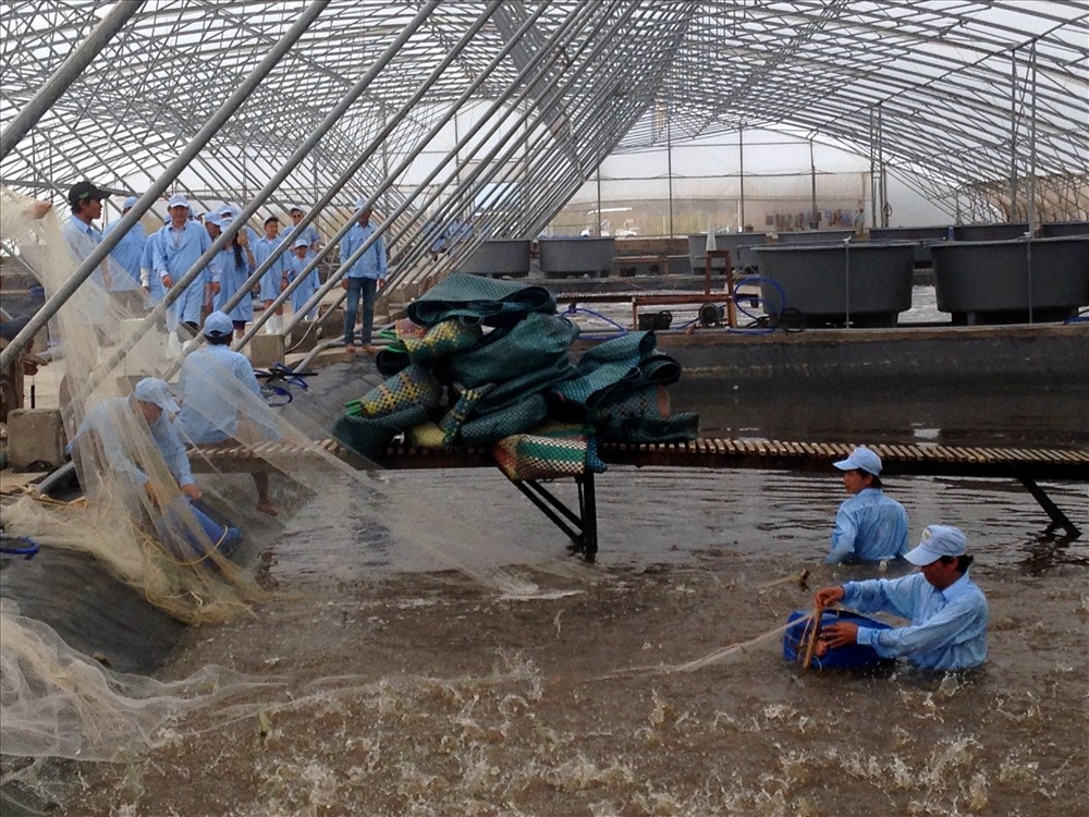 Tôm thẻ chân trắng vẫn là lựa chọn cho mô hình nuôi công nghiệp dù hiện tịa 90% giống bố mẹ phái nhập từ nước ngoài
