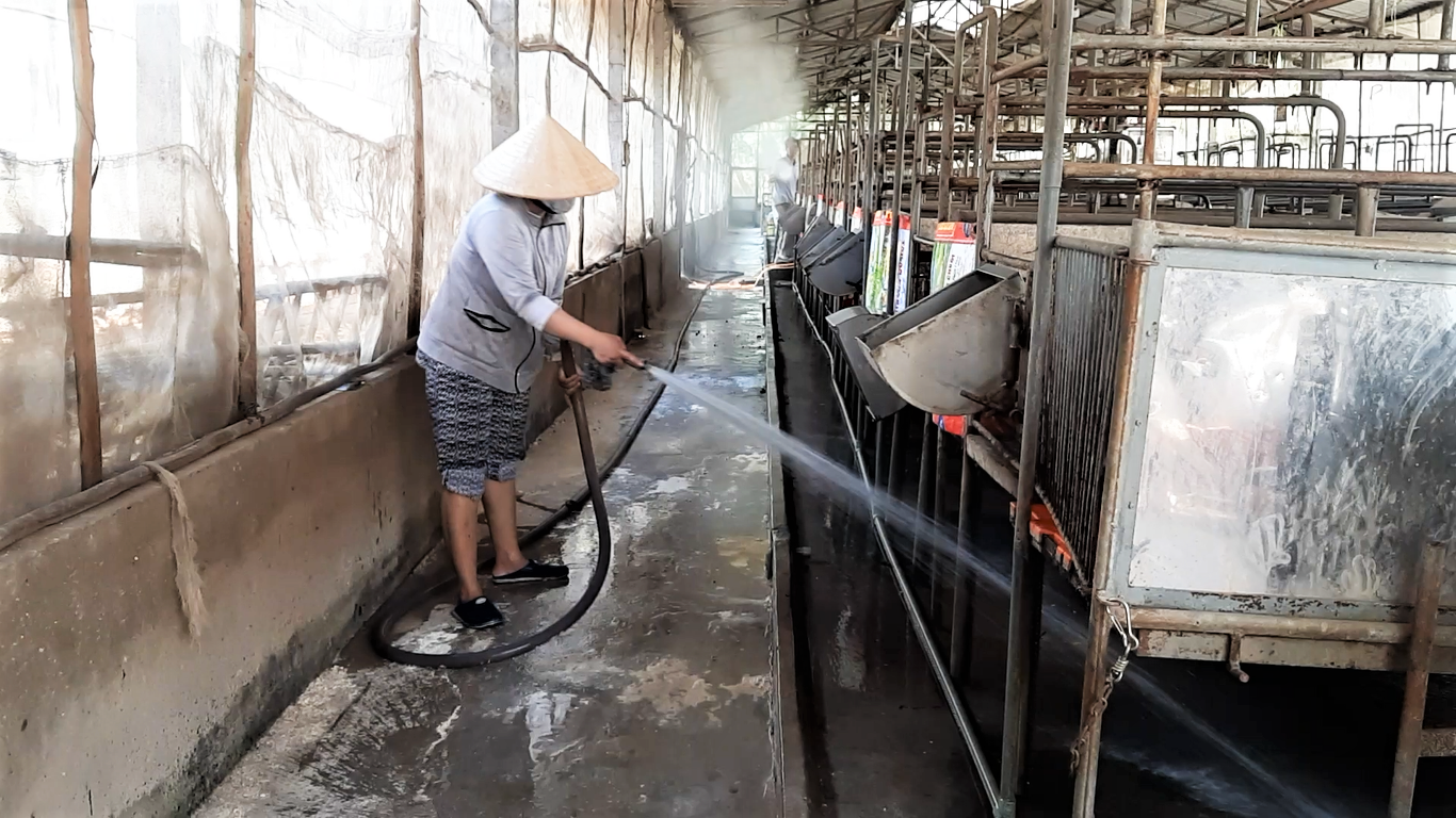 Người dân nuôi heo ở huyện Thới Lai, TP.Cần Thơ đang tiến hành khử trùng, vệ sinh chuồng trại để phòng dịch từ xa. Ảnh: Bảo Trung
