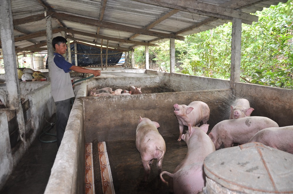 Các hộ chăn nuôi trang trại, gia trại đang tập trung cao độ cho các biện pháp ngăn ngừa dịch