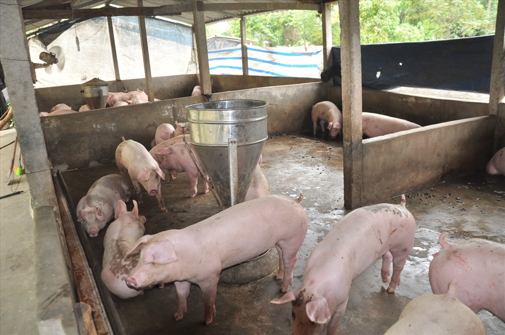 Các hộ chăn nuôi trang trại, gia trại đang tập trung cao độ cho các biện pháp ngăn ngừa dịch