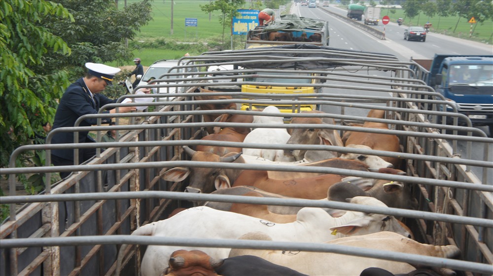 Công tác kiểm dịch động vật tại các chốt trên địa bàn Hà Tĩnh được tăng cường