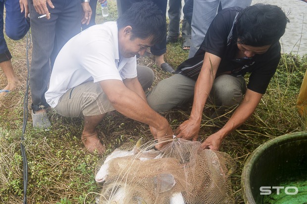 Sau 11 tháng nuôi, cá bông lau đạt trọng lượng trên 1kg/con, thương lái mua với giá 100.000 đồng/kg.