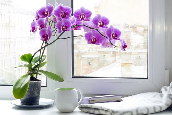Phong lan bốc hơi nước trên mặt lá, đồng thời quá trình quang hợp của cây cũng sinh ra nhiều chất hòa tan (axit hữu cơ, đường saccarozo..). Khi lá bốc hơi nước càng mạnh thì cây hút nước càng nhiều. Đặt trong môi trường ẩm ướt, nước trong không khí thẩm thấu qua lông hút vào bên trong rễ cây. Trồng lan trong nhà vừa giúp giảm độ ẩm, vừa làm đẹp căn phòng, vừa thơm, thoáng.