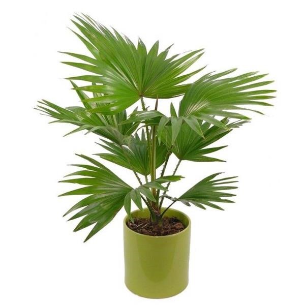 Cây cọ phát triển ở những nơi nhiệt đới ẩm, bởi đặc tính là hấp thu độ ẩm qua lá để sinh trưởng. Loại cây này cũng không ưa ánh sáng, rất thích hợp để trồng trong nhà, phòng kín, thường có hiện tượng ẩm mốc trong mùa nồm.