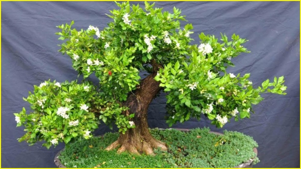 Cây ra hoa thơm dịu, thường được trưng trong nhà để giúp hấp thụ độ ẩm không khí, tạo ra một môi trường khô thoáng, dễ chịu trong nhà.