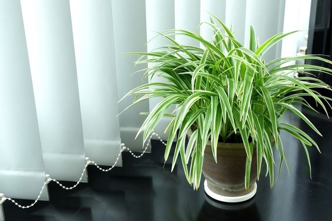 Đây là loài thân cỏ, lá uốn chằng chịt, khi cây phát triển, từ cây mẹ mọc lên nhánh con, tỏa rộng như mạng nhện. Cây dây nhện giúp cân bằng độ ẩm, hấp thụ các chất carbon monoxide và formaldehyde trong không khí.