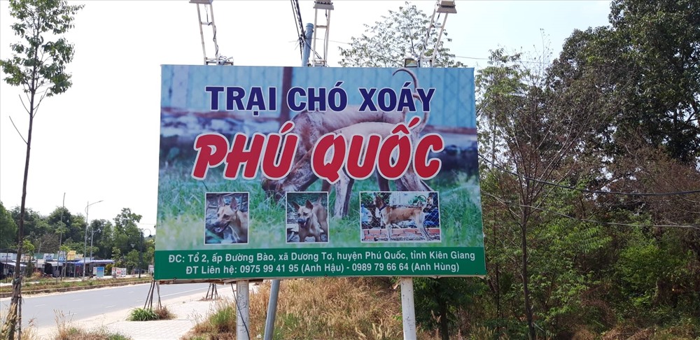 Một trang trại bảo tồn và nhân giống chó Phú Quốc.