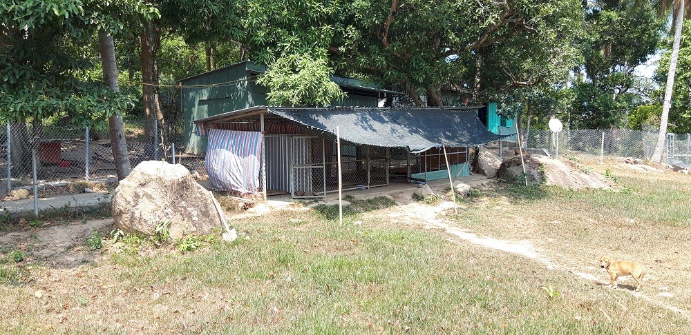 Ban ngày, chó Phú Quốc thường bỏ lên đồi núi. Đến chiều tối, tự quay về chuồng ăn ngủ.