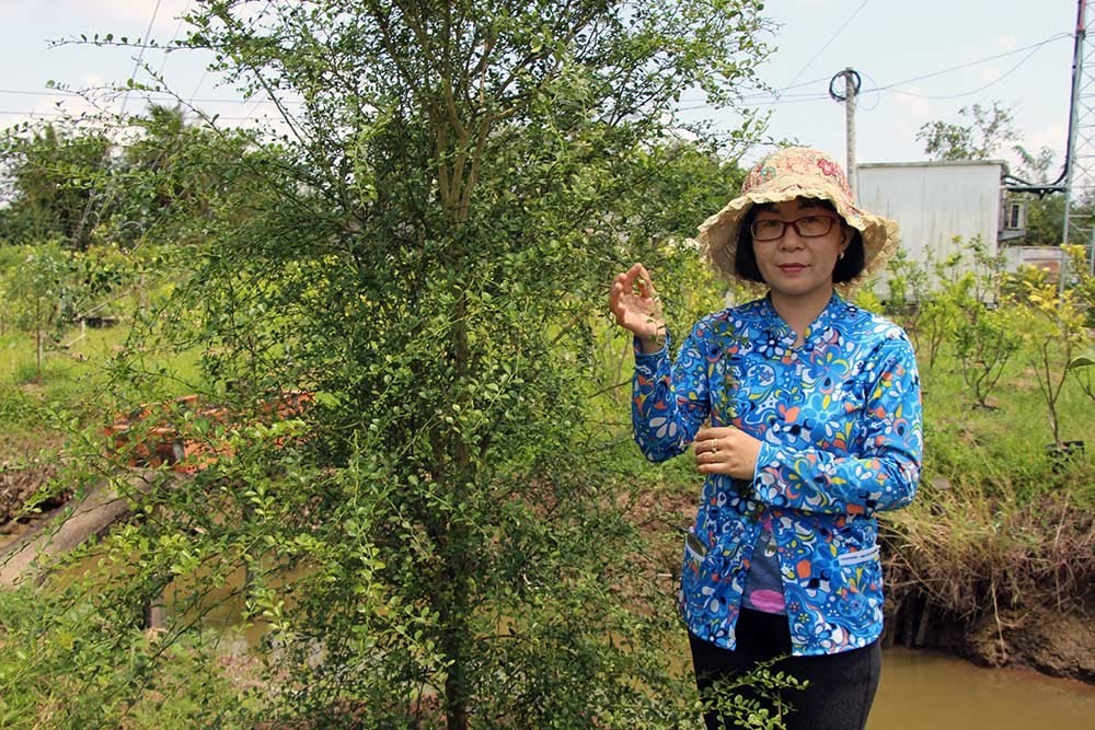Chị Duyên bên cây chanh tí hon