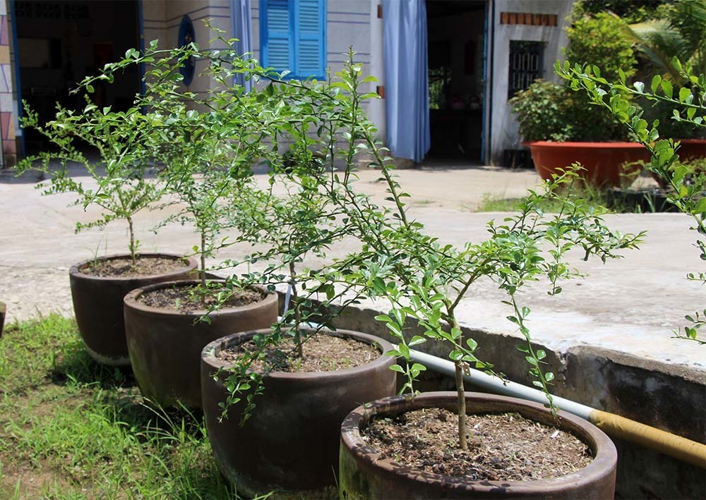 Chanh ngón tay giống có giá 350.000 đồng/cây