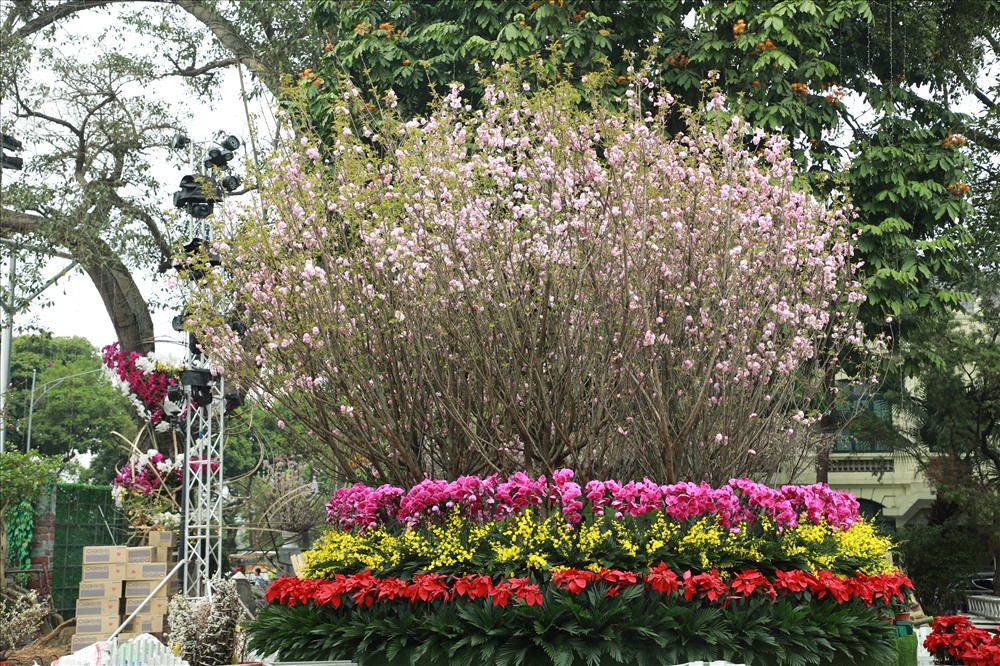Điểm khác biệt của Lễ hội năm nay là lần đầu tiên tổ chức tuyển chọn Đại sứ thiện chí hoa anh đào.