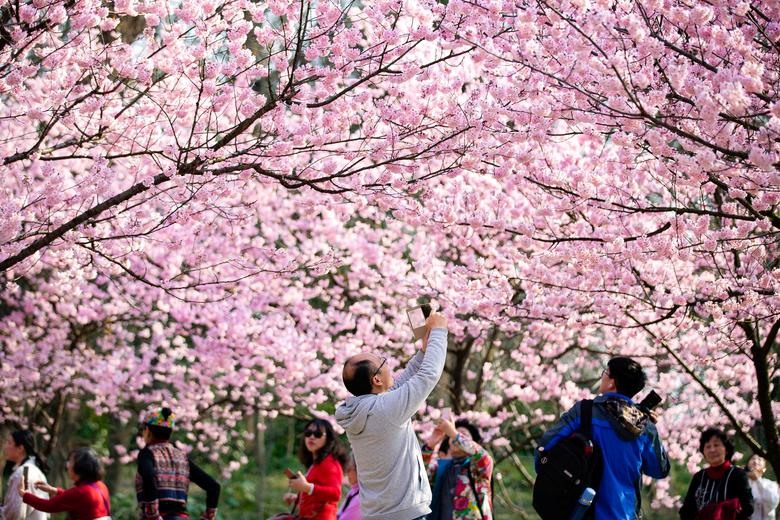 Du khách chụp ảnh dưới tán hoa anh đào nở rộ tại một vườn thực vật ở Nam Kinh, tỉnh Giang Tô, Trung Quốc. Ảnh: Reuters.