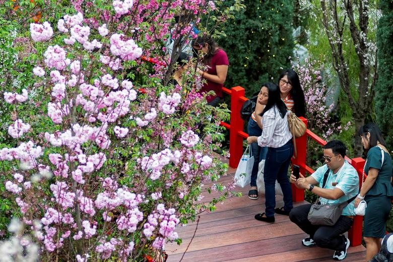 Giờ đây, chiêm ngưỡng hoa anh đào nở ở Singapore không còn là điều không tưởng.