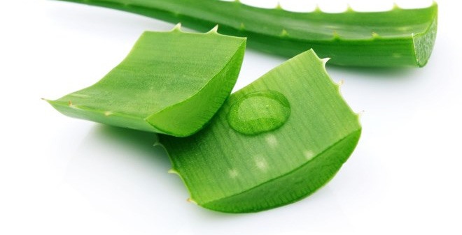 Nha đam chữa viêm đại tràng.