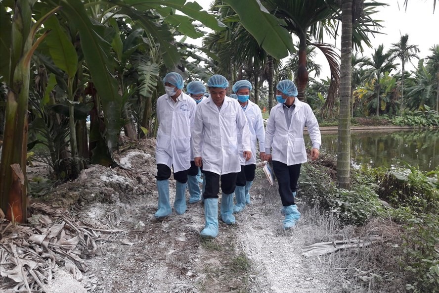 Phun thuốc tiêu độc khử trùng vệ sinh môi trường. Ảnh Kh.V