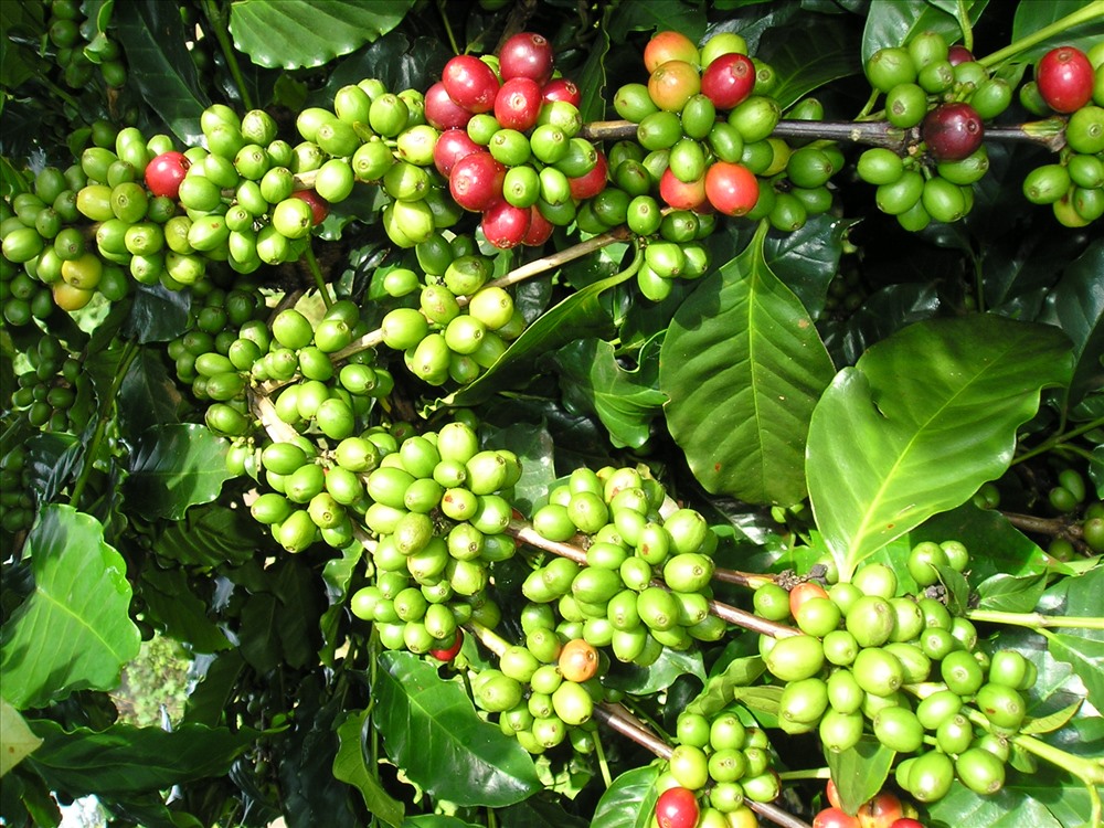 Xuất khẩu càphê dự báo gặp nhiều khó khăn do giá thành cà phê trên thế giới giảm. (Ảnh minh họa)