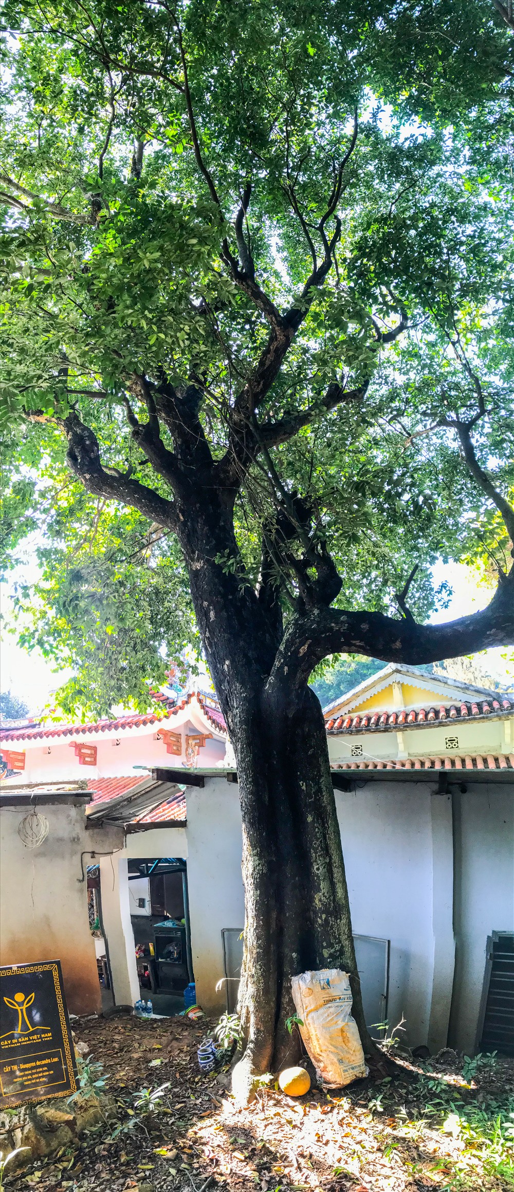 Phía sau chùa Tam Thai là cây cây Thị.