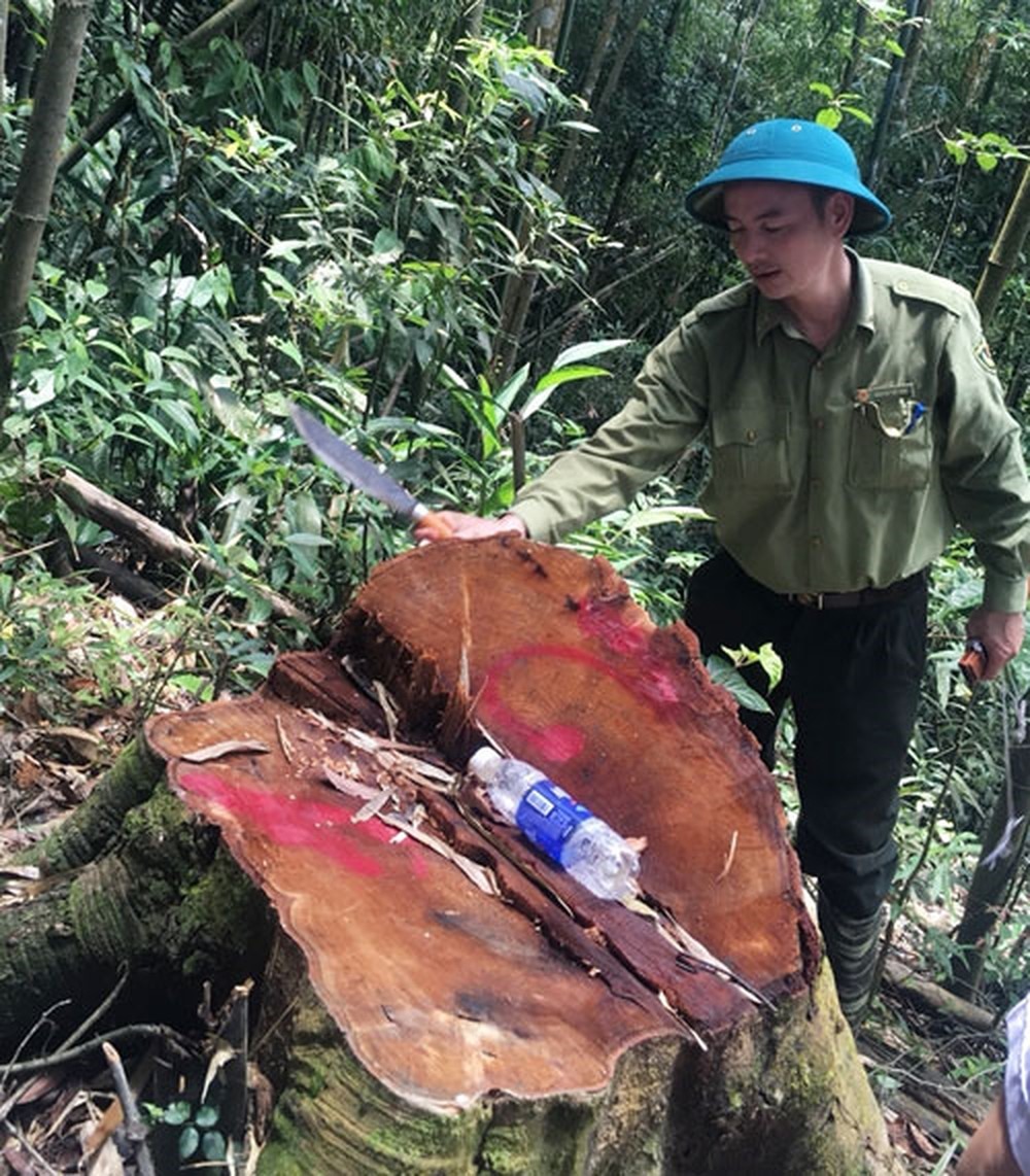 Bộ NNPTNT đề nghị Thủ tướng Chính phủ chỉ đạo xử lý nghiêm các vụ phá rừng. Ảnh: PV
