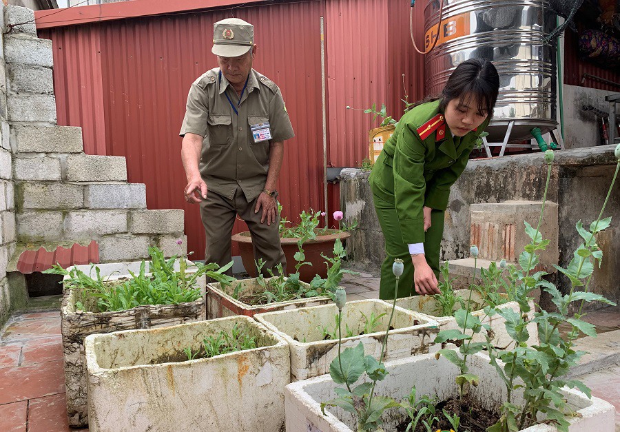 103 cây thuốc phiện do Tuấn trồng trong các thùng xốp trên sân thượng.