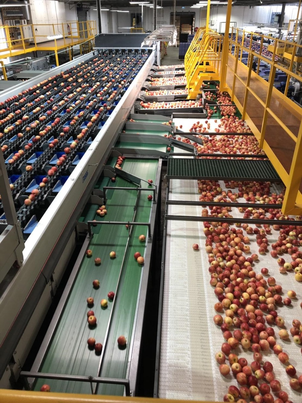 Trái cây được phân loại và đóng gói tại một Packing House (đơn vị đóng gói)