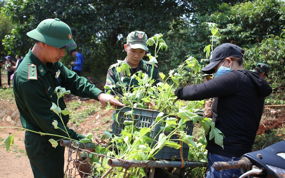 Chỉ sau một thời gian ươm trồng, dã quỳ đã lên mầm xanh tốt. Ảnh: Hưng Thơ.