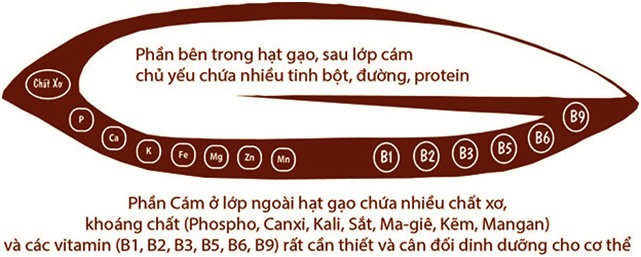 Thành phần dinh dưỡng trong gạo tươi