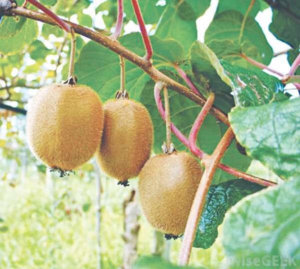 Món ăn này có tác dụng kiện tỳ ích khí, có ích cho người bệnh ung thư dạ dày, ngăn ngừa ung thư dạ dày phát triển.