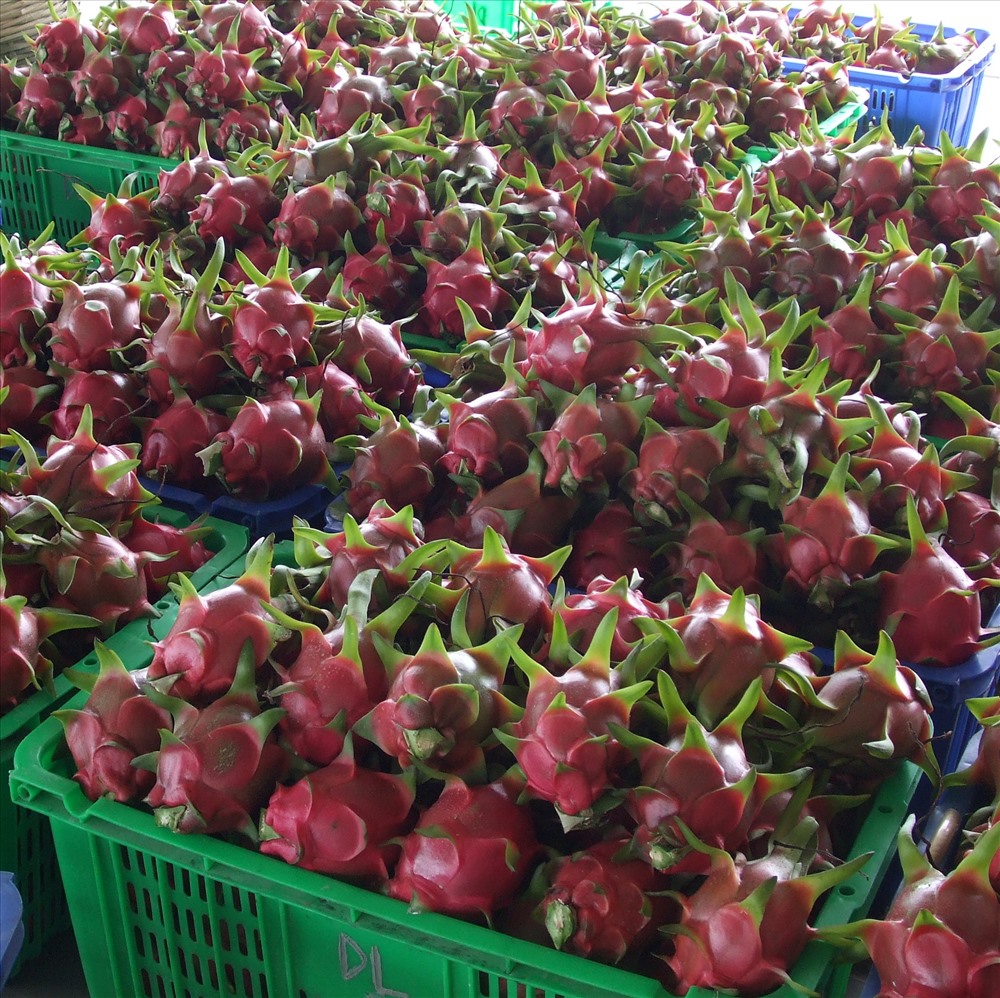 Từ năm 2018, trái cây XK sang Trung Quốc phải được đóng gói, ghi nhãn có truy xuất vùng trồng, cơ sở đóng gói... theo quy định của Trung Quốc. Ảnh: PV