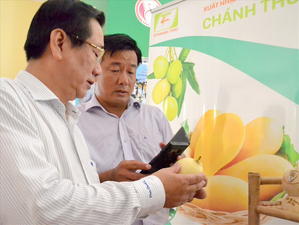 Kiểm tra truy xuất nguồn gốc xoài Đồng Tháp. Ảnh: Lục Tùng