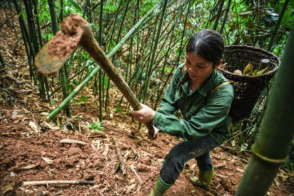 Đa phần những củ măng vầu sẽ nằm dưới lòng đất, chỉ nhô ngọn lên trên. Trong mùa măng, khoảng 2-3 ngày là sẽ có một đợt măng nhô lên, thời tiết càng ẩm ướt, mưa xuống thì măng càng lên nhanh.