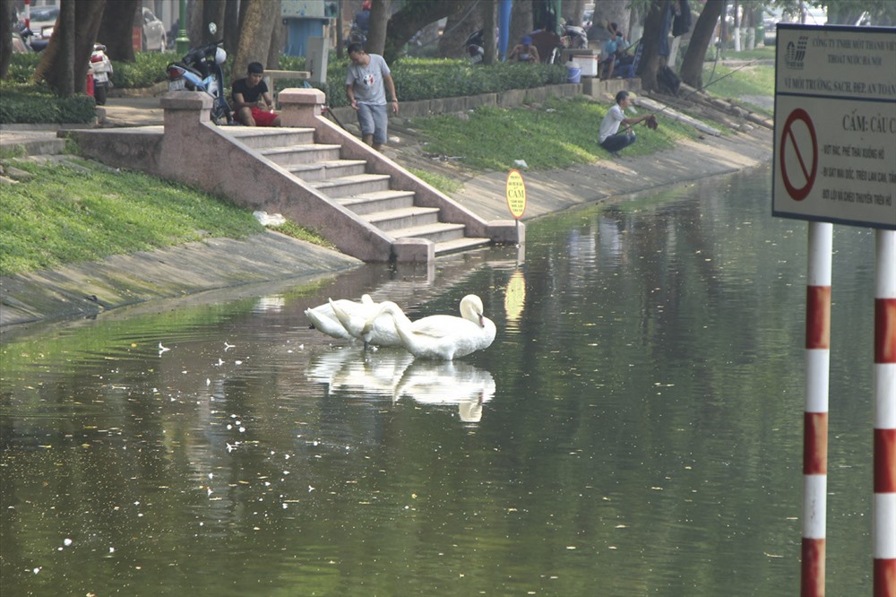 Sau một thời gian, đàn thiên nga không còn biểu hiện sợ sệt khi có người xuất hiện.