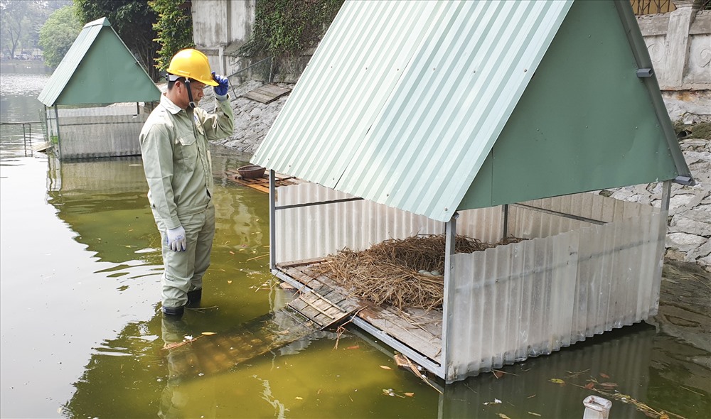 Theo Công ty Thoát nước Hà Nội đàn thiên nga đã 3 lần đẻ trứng. Ngày 14.7.2018, đàn thiên nga đã đẻ được 4 quả trứng. Đến ngày 7.1.2019 đẻ lần 2 được 10 quả trứng và lần đẻ mới đây nhất là ngày 15.3 được 4 quả.