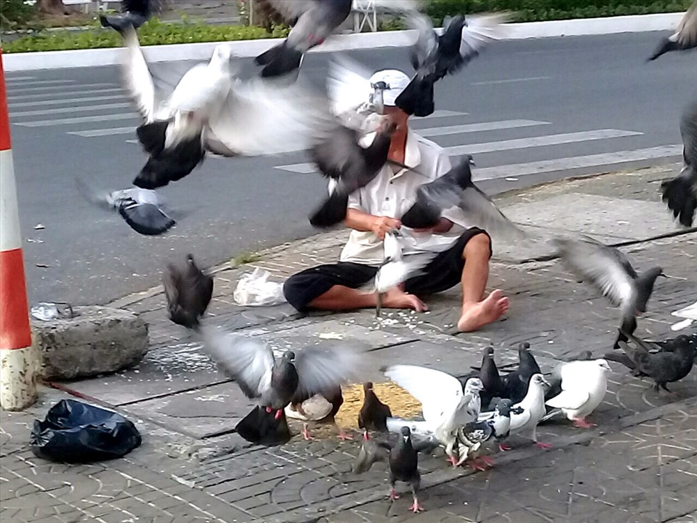 Niềm vui lớn nhất của anh Chương là ngày ngày chăm sóc đàn bồ câu hoang của thành phố.