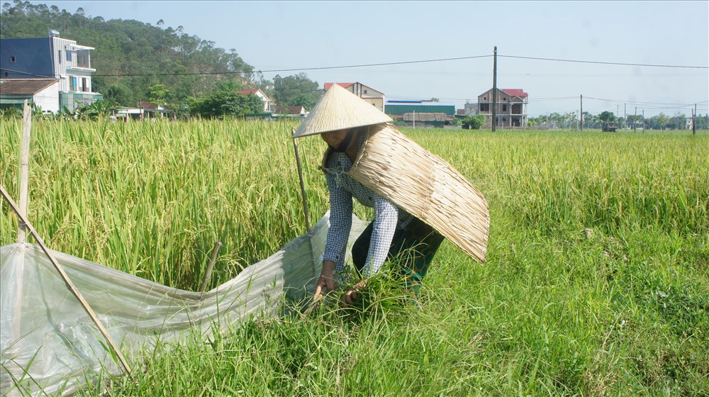 Áo tơi được xem là vật dụng chống nắng hữu hiệu của người nông dân khi ra đồng