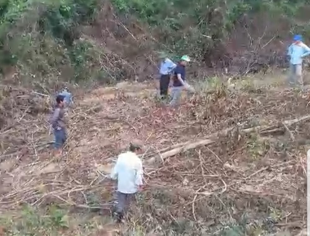 Nhân viên Cty Đường 9 nhổ keo tràm trồng trên đất xâm chiếm. Ảnh: HG.