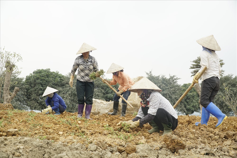 Công nhân trông hoa, cây cảnh