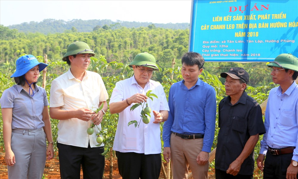Dự án trồng thử nghiệm chanh leo được triển khai tại 3 xã của huyện Hướng Hóa. Ảnh: Hưng Thơ.
