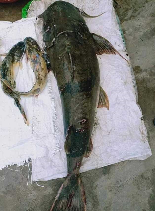 Loài cá ghé này đang ngày càng khan hiếm