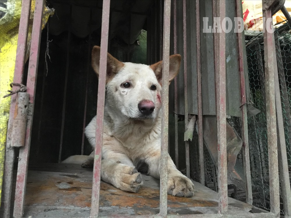 Nếu đàn chó bị xích, nhốt nhiều chúng sẽ không được xã hội hoá. Ảnh: Hà Phương.